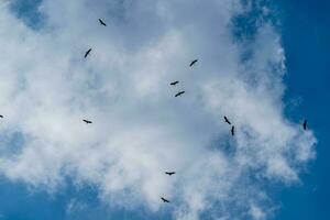 Asian Openbill flying in to the blue sky photo