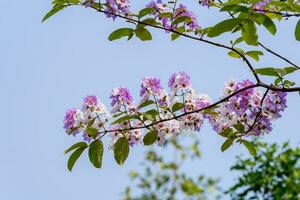 Bungor tree blooming in the garden blue sky background photo