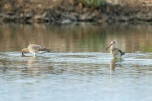 Bar-tailed Godwit on the lake photo