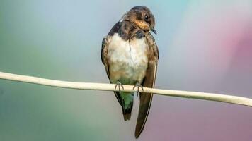 Barn Swallow perched on wire photo