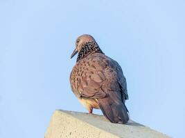 Spotted Dove stand on the roof photo