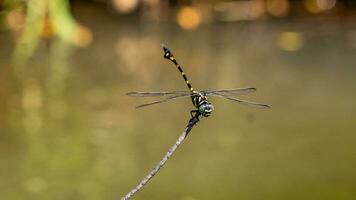 clubtail libélula encaramado en un seco rama foto