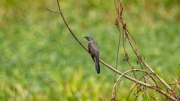 plaintive cuckoo perched on tree photo