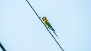 Blue-tailed Bee-eater perched on wire photo