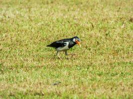 Asian Pied Starling walking in the garden photo