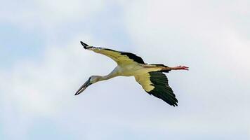 Asian Openbill flying in to the sky photo