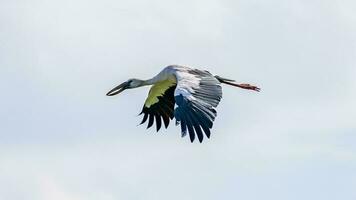 Asian Openbill flying in to the sky photo