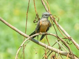 plaintive cuckoo perched on tree photo