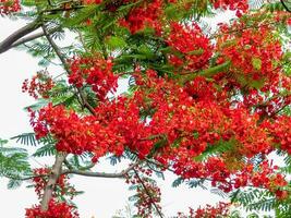 árbol de llamas con flores de color rojo brillante y vainas de semillas foto