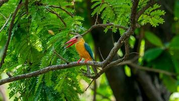 Stork-billed Kingfisher perched on tree photo