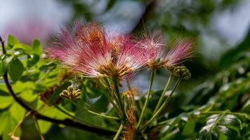 Calliandra haematocephala blooming in the garden photo