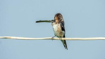 granero golondrina encaramado en cable foto