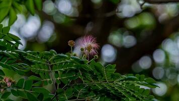 Calliandra haematocephala blooming in the garden photo