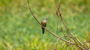 plaintive cuckoo perched on tree photo