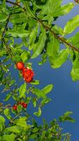 pomegranate on the tree blue sky background photo