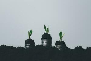 Coin tree growth with soil background. The money plant financial investment concept success. A hand holding coin tree is shown the symbol business growth and ecological business plant money in nature. photo