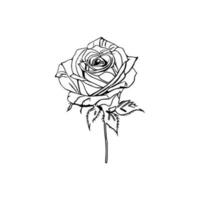 Beautiful Hand drawn flower rose sketch vector