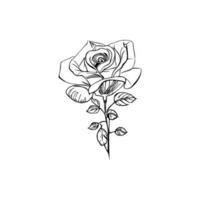 Beautiful Hand drawn flower rose sketch vector