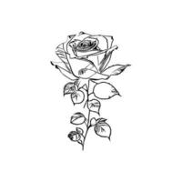 Beautiful Hand drawn flower rose sketch vector