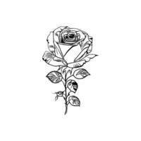 Beautiful Hand drawn flower rose sketch vector