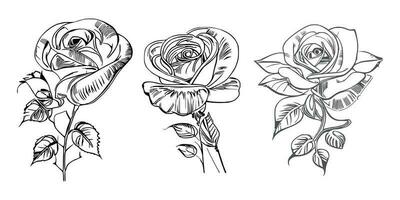 Beautiful Hand drawn flower Roses vector