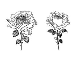 Beautiful Hand drawn flower Roses vector