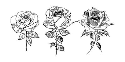 Beautiful Hand drawn flower Roses vector