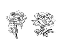 Beautiful Hand drawn flower Roses vector