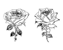 Beautiful Hand drawn flower Roses vector