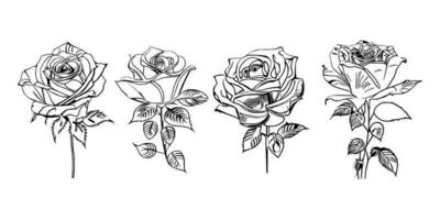 Beautiful Hand drawn flower Roses vector