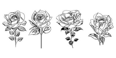 Beautiful Hand drawn flower Roses vector