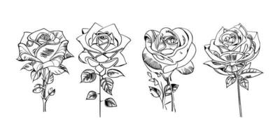 Beautiful Hand drawn flower Roses vector