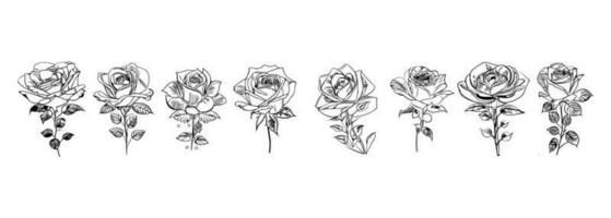 Roses set line art vector