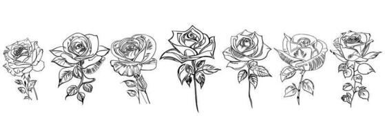 Roses set line art vector