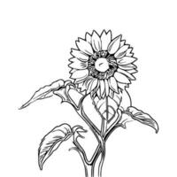 line art sunflower vector