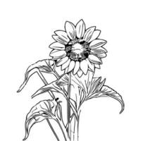 line art sunflower vector