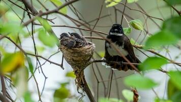 A mother bird of Sunda pied fantail is perching on a tree branch and looking on its babies. photo