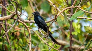 Black Drongo perched on tree photo