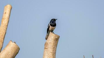 Oriental Magpie Robin perched on tree photo