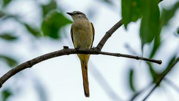 Small Minivet perched on tree photo