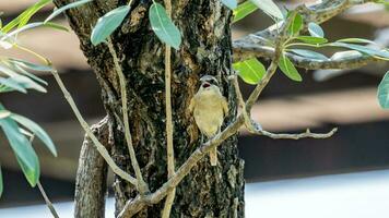 Shrike perched on tree in nature background photo