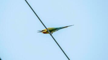 Blue-tailed Bee-eater perched on wire photo