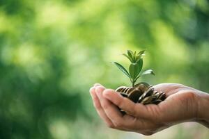 The green plant grow on coin stack is a business growth concept. The hand that is holding coin tree with some natural background is shown the business success in an investment of environmental ecology photo