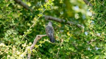 cuco quejumbroso posado en un árbol foto