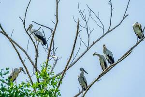 Asian Openbill perched on tree photo