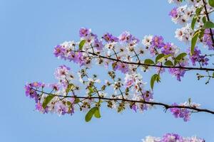 Bungor tree blooming in the garden blue sky background photo