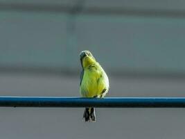 Olive-backed Sunbird perched on wire photo
