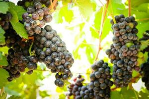 View of wine vineyards. Harvesting black grapes to make red wine. Properties help inhibit the growth of cancer cells. Help reduce the amount of bad fat. Agricultural concepts. photo