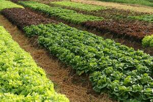 orgánico y no tóxico vegetal creciente en suelo. vegetal ensalada granja con hermosa colores, limpio, Fresco y seguro. orgánico agricultura concepto. sano comida foto