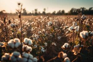 Cotton field on sunny day in evening before sunset. photo